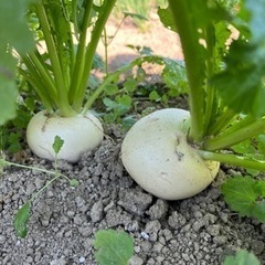 【決まりました！】ミニミニお野菜セット①