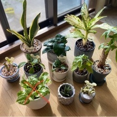 鉢付き観葉植物おまとめセット