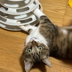 美形の男の子です👦