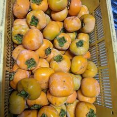 訳あり　平核無柿　３キロ