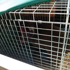 獣害駆除でお困りの方ご相談ください！