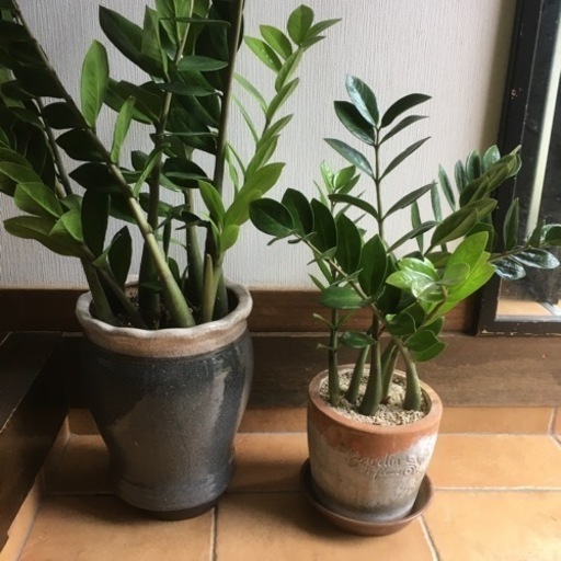【金運アップの観葉植物】ザミオ　2個セット