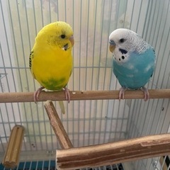 〔お話中〕セキセイインコ🦜2羽　オスメス