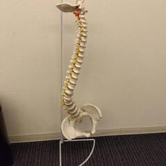 11月5日か11月6日　引取希望　脊椎模型　