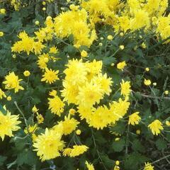 食用菊🌼をお譲り致します。の画像