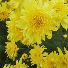 食用菊🌼をお譲り致します。の画像