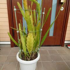 クジャクサボテン4鉢の画像