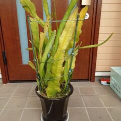 クジャクサボテン4鉢の画像