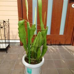 クジャクサボテン4鉢の画像