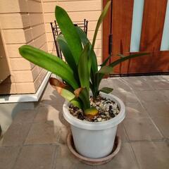 君子蘭2鉢の画像