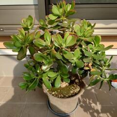 金の成る木2鉢の画像