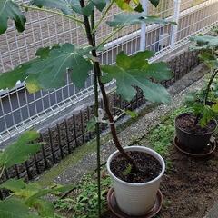 白いちじくバナーネの苗木 (現在落葉)