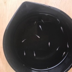 パンダメダカの画像