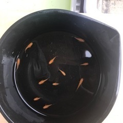 紅帝メダカの画像