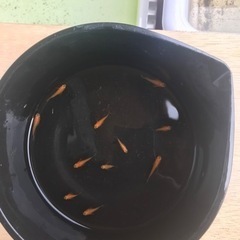 紅帝メダカの画像