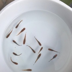 観月メダカの画像