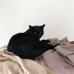 人馴れ訓練中　黒猫ちゃん　メス　推定1歳