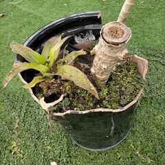 観葉植物の画像
