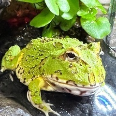クラウンウェルツノガエル(グリーン)