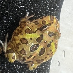 クラウンウェルツノガエル(ノーマル)