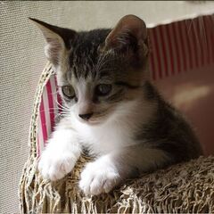 世話をしてくれる人を探している小さな猫とその兄弟