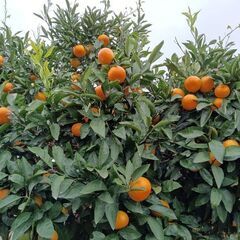 🍊みかんお譲りいたします　20個300円
