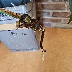 モンステラ1枚葉　1の画像