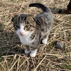 交渉中☆生後もう少しで4ヶ月の女の子🐈‍⬛