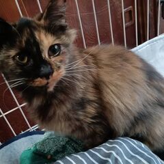とっても人懐っこい小柄で長毛サビの子猫ちゃん