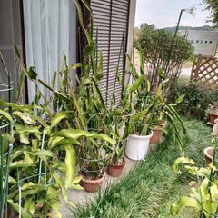 月下美人、ドラゴンフルーツ