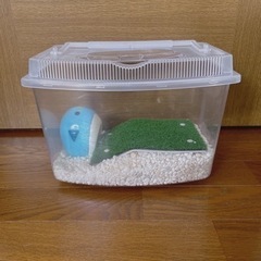 熱湯消毒済み 短期間のみの使用/飼育セット(写真はレイアウト例)...