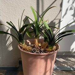 クンシラン