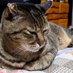 迷い猫　探しています!