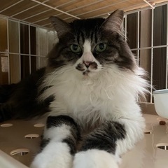 里親さん募集！2歳長毛猫ちゃんメス