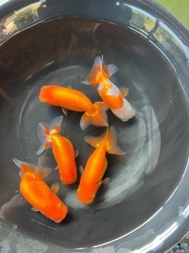 協会系らんちゅう　岡山筋　当歳魚