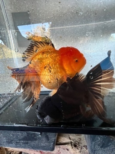 タイ産　真っ黒オランダと色変わり個体