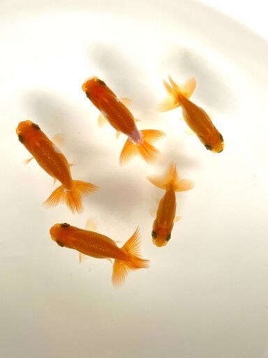 愛媛血統らんちゅう☆5匹＋α  更紗 腰白 6月末生まれの子達 金魚 親魚画像有り