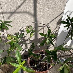 沈丁花（白）