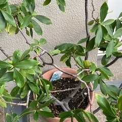 沈丁花（赤）