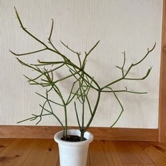 ミルクブッシュ　青珊瑚　ミドリサンゴ