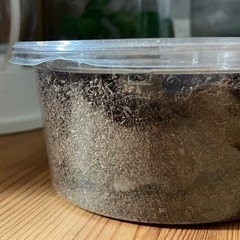 【幼虫4匹】オキナワヒラタクワガタ 450cc容器ごと