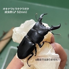 【幼虫4匹】オキナワヒラタクワガタ 450cc容器ごとの画像