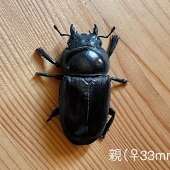 【幼虫4匹】オキナワヒラタクワガタ 450cc容器ごとの画像