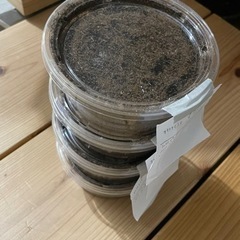 【幼虫4匹】オキナワヒラタクワガタ 450cc容器ごとの画像