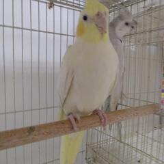 オカメインコ2歳(ルチノーパール パステルフェイス)