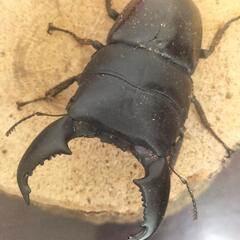 スマトラオオヒラタ　4匹　 ♂２匹♀２匹　アチェ産の画像