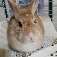 お話し中　ミニウサギ(急募)