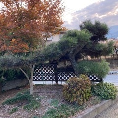 松　などの画像