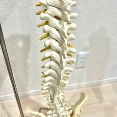 骨模型　最終値下げ　購入価格15万　