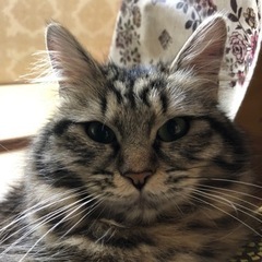 APEXフレンズ募集 現在プラチナですぅ